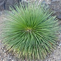 Agave geminiflora İnce Yapraklı Sabırlık