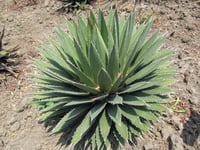 Agave horrida sups. Horrida Agav fidanı
