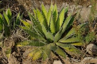 Agave horrida sups. Horrida Agav fidanı