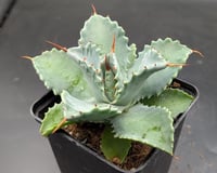 Agave isthmensis Cüce Agav Fidanı