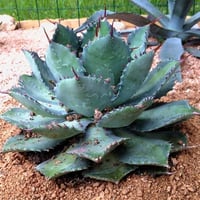 Agave isthmensis Cüce Agav Fidanı