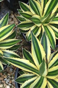 Agave lophantha quadricolor Dört Renkli Bodur Agav