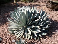 Agave macroacantha büyük dikenli Agav fidanı sabırlık