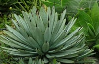 Agave macroacantha büyük dikenli Agav fidanı sabırlık
