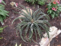 Agave manfredii Chocolate Chip Mangave fidanı