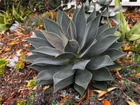 Agave manfredii Lavender lady Mangave fidanı