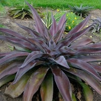 Agave manfredii Mission to Mars Mangave