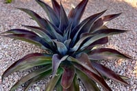 Agave manfredii Mission to Mars Mangave