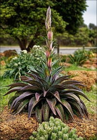 Agave manfredii Mission to Mars Mangave