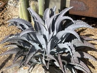 Agave manfredii Silver fox Mangave fidanı