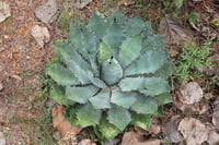 Agave maximiliana Agav fidanı sabırlık