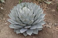 Agave Parry sups. Pary Agav fidanı sabırlık