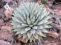 Agave Parry sups. Pary Agav fidanı sabırlık