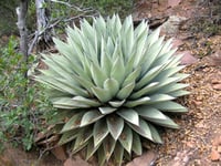 Agave Parry sups. Pary Agav fidanı sabırlık