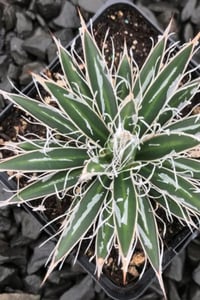 Agave schidigera White Stripe Beyaz Şerit Sabırlığı