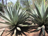Agave sisal sisal agavı