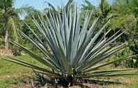 Agave tequilana Tekila Sabırlığı