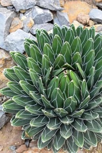 Agave victoriae Reginae Kraliçe Viktorya Sabırlığı
