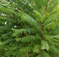 Ailanthus altissima Aylantus kokarağaç fidanı