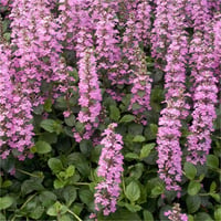 Ajuga reptans Purple Torch ajuga fidesi