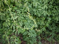 Akebia quinata Alba Beyaz Çikolata sarmaşığı fidanı