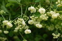 Akebia quinata Alba Beyaz Çikolata sarmaşığı fidanı