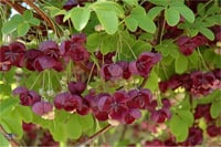 Akebia quinata Çikolata sarmaşığı fidanı