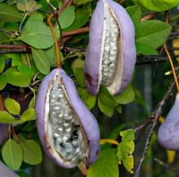 Akebia quinata Çikolata sarmaşığı fidanı