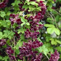 Akebia quinata Çikolata sarmaşığı fidanı