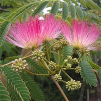 Albizia julibrissin Pembe Gülibrişim fidan