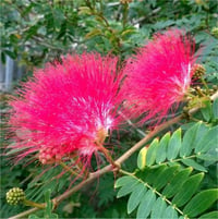 Albizia julibrissin Rosea Kırmızı Gülibrişim fidan