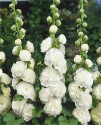 Alcea Doble whıte Beyaz Katlı Gülhatmi fidesi