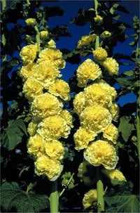 Alcea double Yellow Sarı Katlı Gülhatmi fidesi