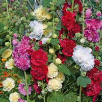 Alcea rosea Gülhatmi çiçeği fidesi