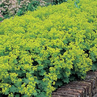 Alchemilla mollis Aslan pençesi fidanı