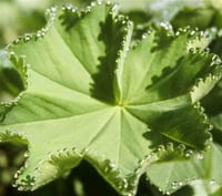 Alchemilla mollis Aslan pençesi fidanı