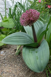 Allium karataviense Red Giant Kırmızı Büyük Süs Soğanı 
