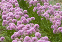 Allium millenium Süs Soğanı