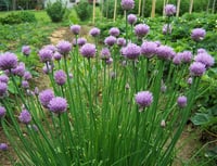 Allium schoenoprasum Frenk Soğanı