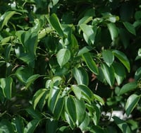 Alnus cordata Kızılağaç fidanı