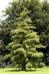 Alnus glutinosa imperialis Eğrelti yapraklı kızılağaç fidanı