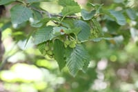 Alnus incana Kızılağaç fidanı - 40-60 cm