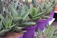 Aloe Testere Dişli Aloe Vera fidesi