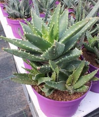 Aloe Testere Dişli Aloe Vera fidesi