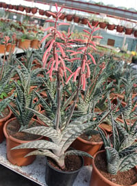 Aloe variegata fidesi