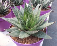 Aloe Vera Magic