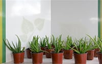 Aloe VERA Sarı Sabır fidesi