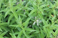 Aloysia citriodora Lippia Çalı Melisa Limon melisa fidesi