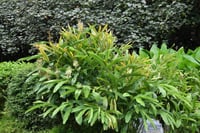 Alpinia galanga