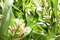 Alpinia galanga